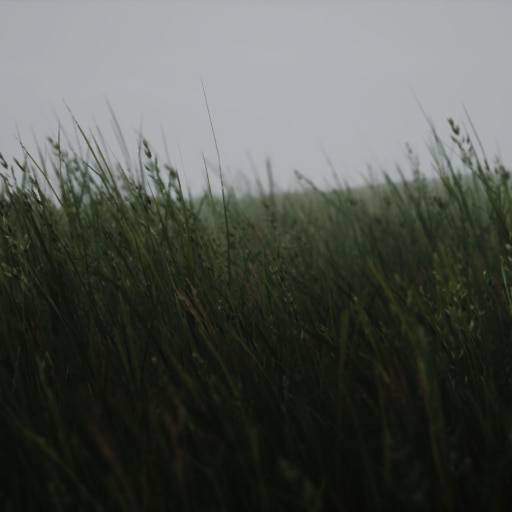 Lushfoil Photography Sim