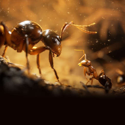 Empire of the Ants