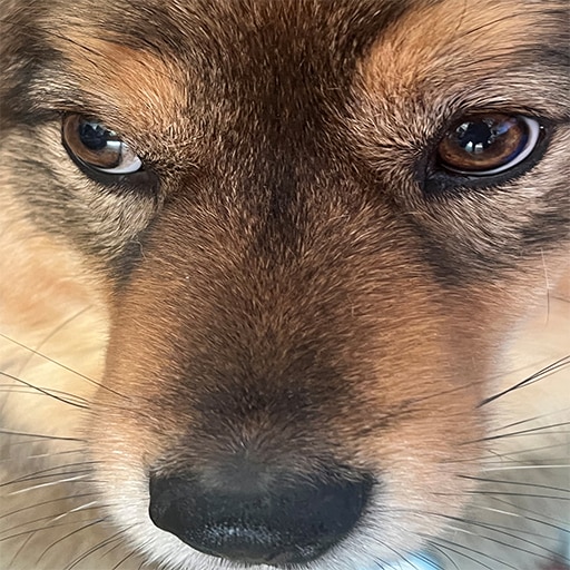 Snoot Booper