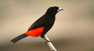 Quiz & Learn: Animals